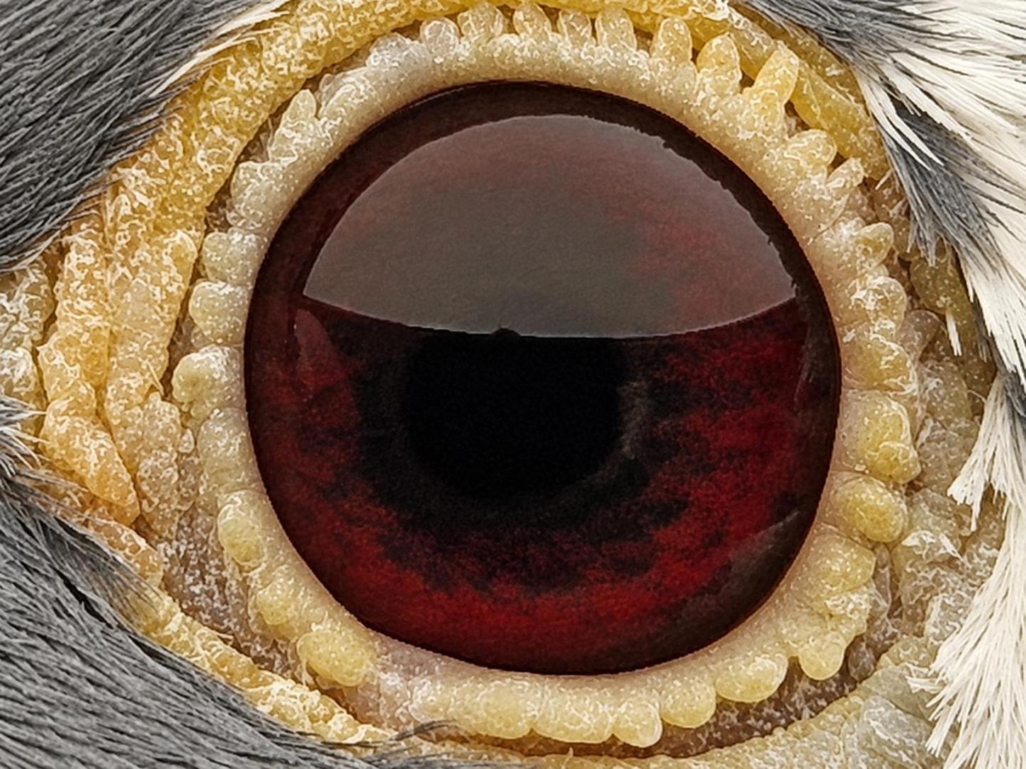 Pigeon eye